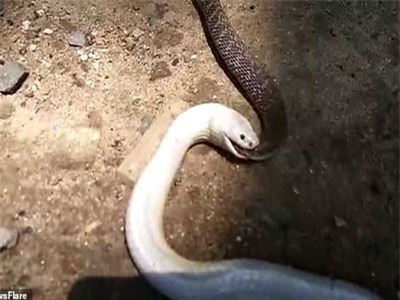 CLIP: Rắn bạch tạng quằn quại nuốt chửng đồng loại