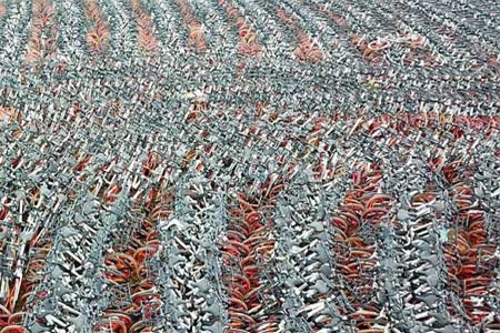 Clip: Ghé thăm 'nghĩa địa xe đạp' đồ sộ ở Trung Quốc