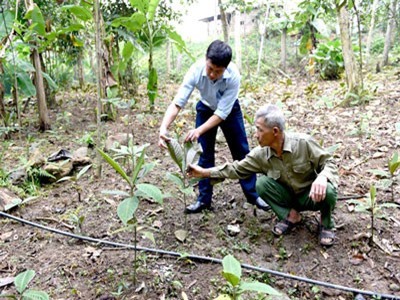 Trồng cây khôi nhung-loài thuốc quý bán lá 200-300 ngàn đồng/kg