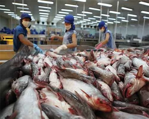 Việt Nam có thể tăng thị phần xuất khẩu cá tra vào Mỹ, nhờ hưởng lợi từ căng thẳng Mỹ - Trung.