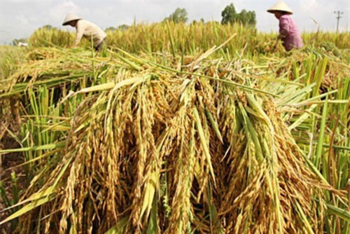 Bộ NNPTNT muốn tập trung xuất khẩu gạo thơm, gạo nếp