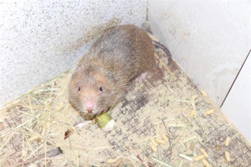 Nuôi đàn chuột không cần uống nước, bán 1,8 triệu đồng/cặp