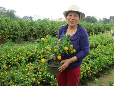 Quảng Nam: Cả làng giàu, có nhà sắm xe hơi nhờ quất cảnh