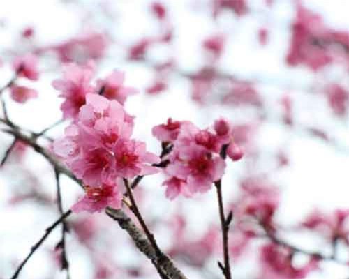 Ngắm sắc hoa Anh Đào nở rực rỡ tại Điện Biên