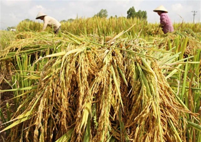 Bộ NNPTNT muốn tập trung xuất khẩu gạo thơm, gạo nếp - Ảnh 1.