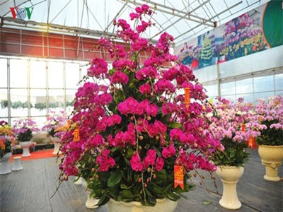 Chiêm ngưỡng chậu lan 'khủng' khách đặt mua về chưng Tết