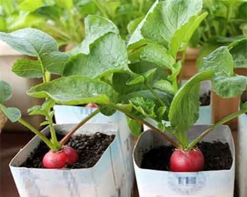 Những củ, quả tí hon giá 'cắt cổ' được săn lùng