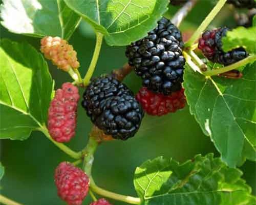 Tốt hơn cả Viagra, đây là 'tình dược' rẻ tiền dành riêng cho sinh lý quý ông