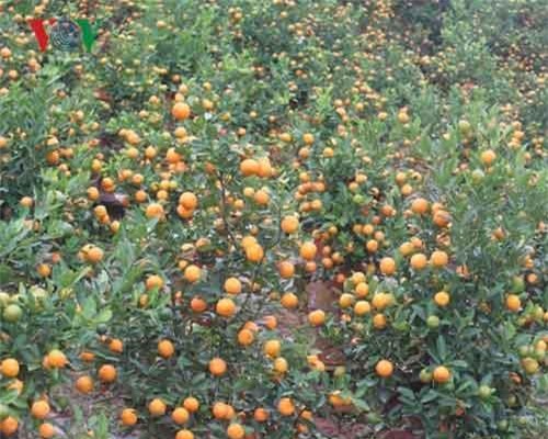 Lạ mắt với những bình quất bonsai trĩu quả đón Tết