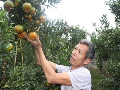 Trồng cam Canh trên đất dốc bán Tết, thu cả trăm triệu đồng