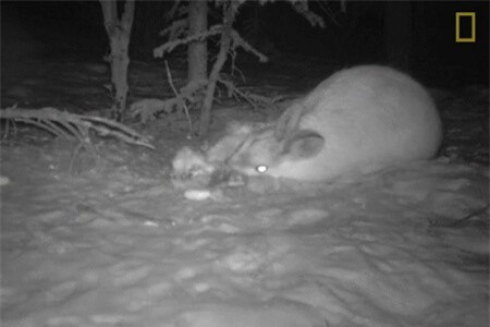 Clip: Thỏ rừng Canada ăn thịt đồng loại gây sửng sốt giới khoa học