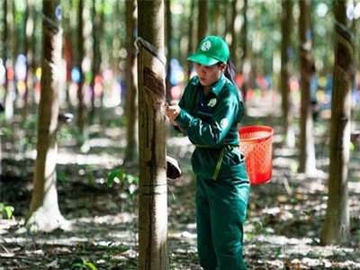 Tập đoàn Cao su Việt Nam kinh doanh khởi sắc