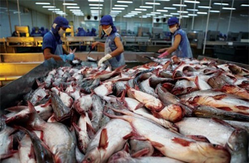 Xuất khẩu cá tra đạt mức kỷ lục 2,3 tỷ USD