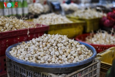 Tỏi Lý Sơn được mùa lại rớt giá thê thảm