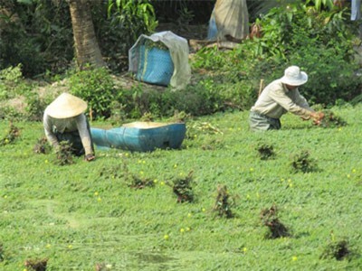 U50 trồng loài rau nổi trên mặt nước, lớn như thổi, thành tỷ phú