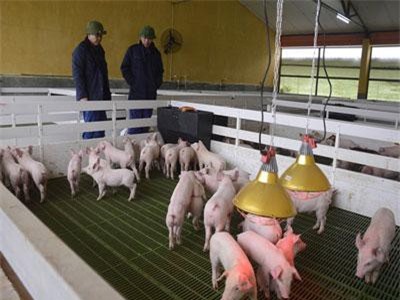 Những giống lợn chất lượng ngoại mang thương hiệu Việt