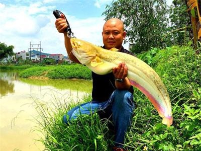 Nuôi cá chuối hoa trong lồng, bán giá cao, thu lãi khủng