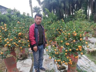 Quất bonsai ở Tứ Liên, đào Nhật Tân đã sẵn sàng tung ra thị trường tết