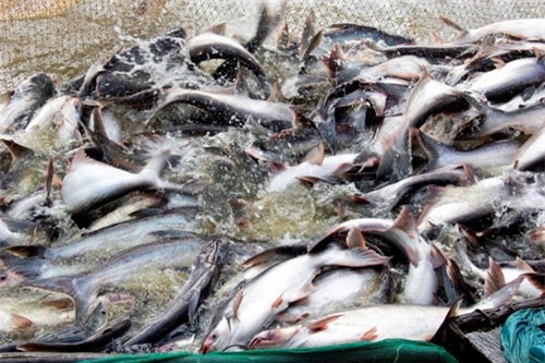 BẢN TIN TÀI CHÍNH - KINH DOANH: Cá tra Việt chiếm lĩnh thị phần tại Mỹ, xuất khẩu gạo tăng mạnh