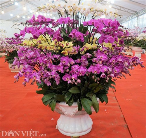 Lan hồ điệp giá hàng chục triệu đi máy bay từ Đà Lạt ra Hà Nội