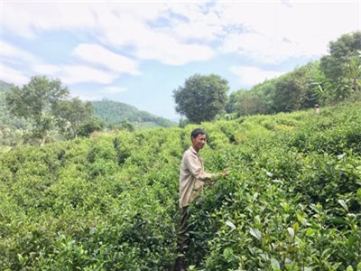 Có một trang trại bên lưng chừng núi 'hái' ra tiền