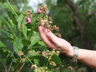 Người trồng Điều Bình Phước thấp thỏm lo mất mùa
