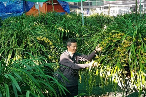 Đại gia Hà thành chi 1,5 tỷ đồng mua 500 nhành lan huyền thoại chơi Tết