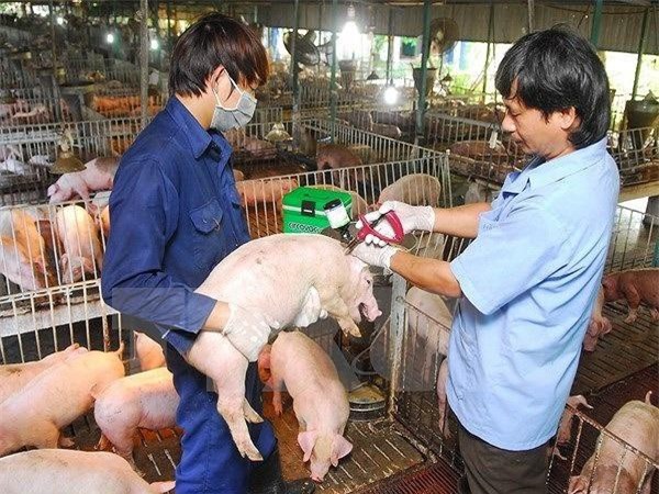 TP.HCM: Chủ động đối phó dịch tả heo Châu Phi dịp Tết Nguyên đán 2019