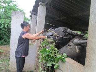 Nuôi đàn trâu béo đẹp, thu nhập tăng, dân khấm khá
