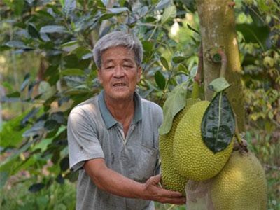 Mít Changai dễ trồng, nhanh cho thu nhập, giá ít khi thấp