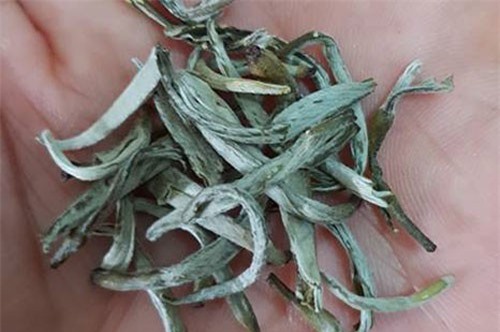 Đại lão mộc trà nghìn năm tuổi bán Tết cả chục triệu/kg vẫn "cháy hàng"