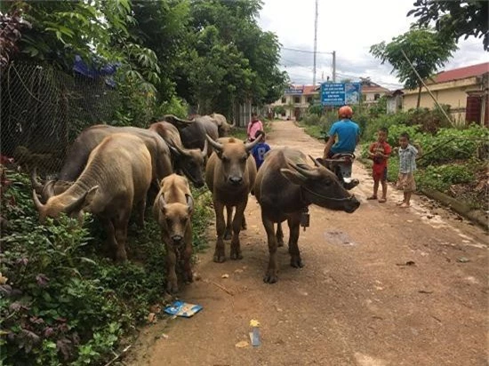 nuoi dan trau beo dep, thu nhap tang, dan kham kha hinh anh 2