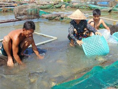 Chuyển từ trồng lúa sang nuôi cá chép giòn, thu 3 tỷ đồng/năm