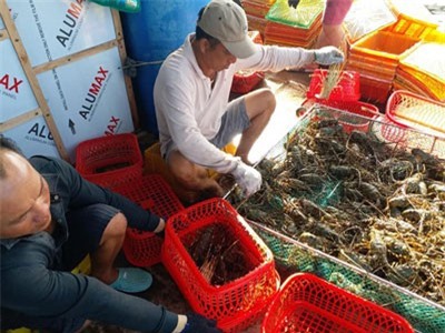 Cam Bình được mùa tôm hùm, người nuôi lãi khá