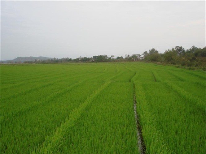 Sản xuất lúa gạo theo VietGAP