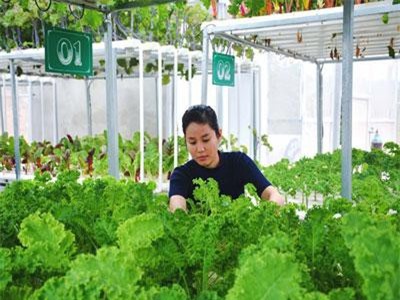 Mát mắt vườn rau thủy canh giữa lòng thành phố Điện Biên Phủ