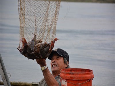 Hiệu quả mô hình nuôi cá lăng nha