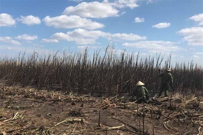 Đắk Lắk: Cháy rụi hàng 100ha mía đang thu hoạch 