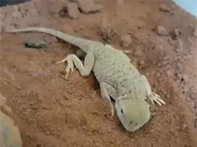 CLIP: Kỳ nhông ẩn thân trong cát