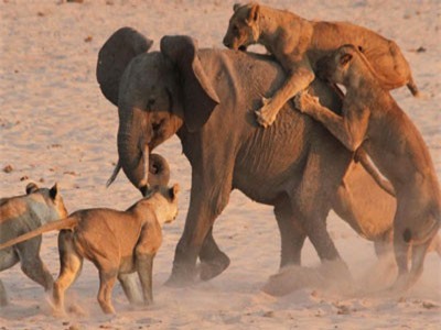 CLIP: Voi lạc đàn rơi vào vòng vây của bầy sư tử cái háu đói