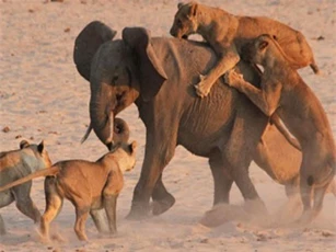 CLIP: Voi lạc đàn rơi vào vòng vây của bầy sư tử cái háu đói