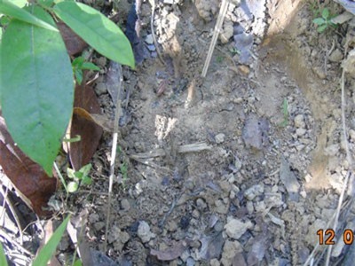 Phát hiện nhiều dấu chân nghi của bò tót ở Quảng Trị