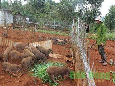 Nuôi loài lợn ăn tạp, thả bán hoang dã, lời mỗi năm 300 triệu đồng