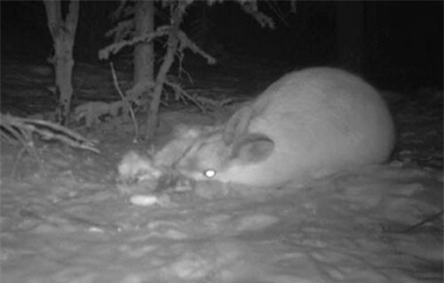 CLIP HOT (15/1): Thỏ rừng Canada ăn thịt đồng loại, cô gái nếm ‘trái đắng’ vì tạt đầu ôtô