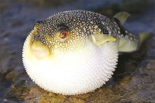 Hiểm họa khôn lường khi chế biến món ăn từ cá nóc