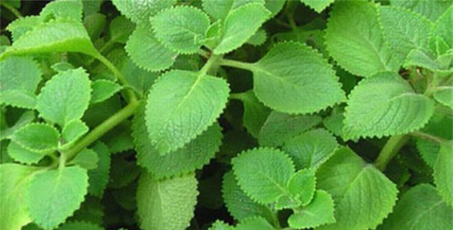 5 loại thảo dược dân gian nổi tiếng trị ho cho trẻ - Hình 2 5 loai thao duoc dan gian noi tieng tri ho cho tre-Hinh-2