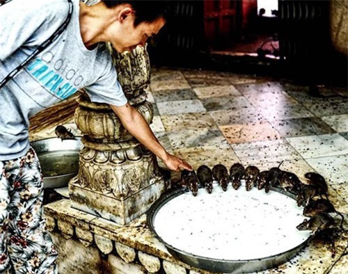 Duy nhất ở quốc gia này chuột được xem như thần thánh, được cung phụng hết mức