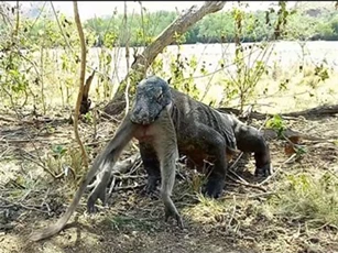 CLIP: Rồng Komodo khổng lồ nuốt sống khỉ gây sửng sốt