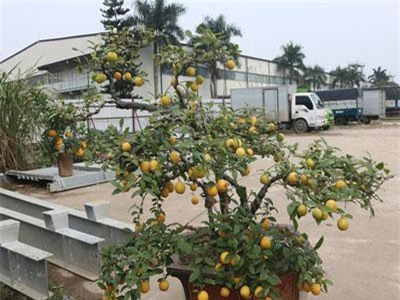 Lạ lẫm, thích thú với chanh bonsai, giá tiền triệu mà vẫn đủ bán