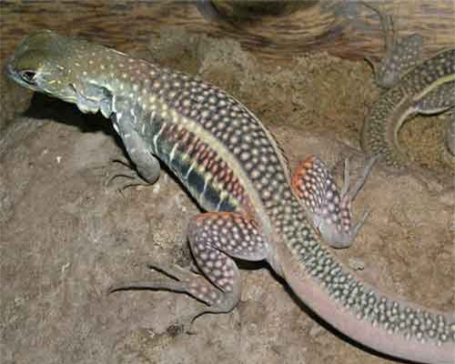 Khám phá thú vị loài nhông cát độc đáo có ở Việt Nam